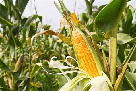 Gmo majs